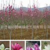 基地直銷紫玉蘭苗行道樹綠化 紅玉蘭苗 黃玉蘭樹 白玉蘭樹批發(fā)