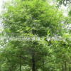 苗木基地供應(yīng)欒樹苗 胸徑1-10公分 苗木工程綠化 量大優(yōu)惠