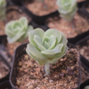 可愛玫瑰 多肉植物批發(fā) 基地直供 景天科多肉盆栽 吸甲醛