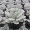 橙夢(mèng)露 多肉植物批發(fā) 基地直供 景天科多肉盆栽 吸甲醛