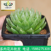 櫻水晶 多肉植物 百合科十二卷 懶人植物 肉肉組合 陽臺(tái) 盆栽