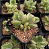 白熊 多肉植物批發(fā)基地直供景天科多肉盆栽客廳辦公室趣味帶盆土
