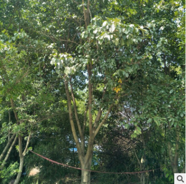 黃葛樹，基地批發(fā)各個規(guī)格