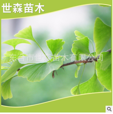 產地直銷各種規格銀杏樹寵物及園藝園林植物喬木新品直銷批發