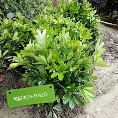 直供鴨腳木10-50高