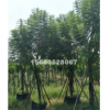 福建低價批發精品藍花楹胸徑5-30分，量大從優