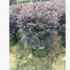 基地直銷紅花繼木 大量批發園林綠化紅花繼木苗 紅繼木小苗