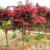 成都信譽好的紅豆杉供應商推薦：重慶紅豆杉