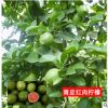 批發(fā)檸檬樹(shù)種子香水檸檬種子黃檸檬青檸檬種子當(dāng)季新種子水果種子