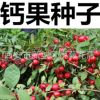 新采鈣果種子 農(nóng)大鈣果樹(shù)種子中華鈣果種子樹(shù)苗水果之星 歐李種子