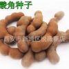 酸角種子酸豆種子羅望子種子酸梅木罕種子甜目坎麻夯種子甜角種子