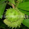 進(jìn)口刺果 野生刺果番荔枝種子紅毛榴蓮種子soursop種子果樹(shù)種子