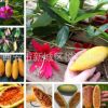 荔枝味香蕉百香果種子紅肉百香果夏威夷巨無(wú)霸甜蜜四季多年生種子