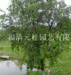 福建福州福建串錢(qián)柳