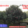 銀杏　高端大方獨(dú)特茶花別墅庭院美化珍藏大樹直徑10-20cm