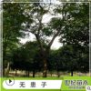 特價(jià)無患子山苗 苗圃產(chǎn)地直銷無患子優(yōu)質(zhì)山苗 無患子