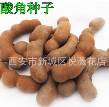 酸梅木罕種子甜目坎麻夯種子甜角種子