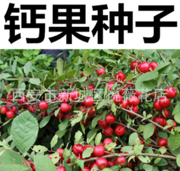 農大鈣果樹種子中華鈣果種子樹苗水果之星
