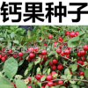農(nóng)大鈣果樹(shù)種子中華鈣果種子樹(shù)苗水果之星