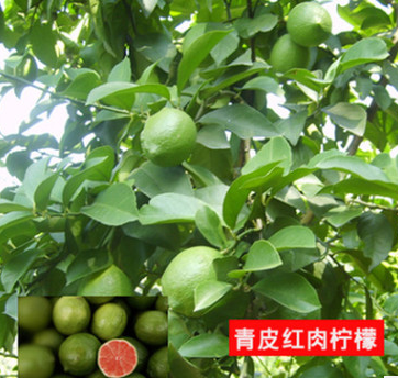 香水檸檬種子黃檸檬青檸檬種子當季新種子水果種子