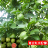 香水檸檬種子黃檸檬青檸檬種子當(dāng)季新種子水果種子