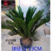 鐵樹(shù)苗盆栽盆景大型庭院客廳陽(yáng)臺(tái)室內(nèi)綠植四季常青花卉植物長(zhǎng)青
