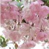 進(jìn)口日本櫻花種子櫻花樹(shù)種子林木種子花卉種子20粒裝易種易活花籽