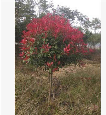 基地直批發(fā)紅葉石楠 工程苗木 容器苗 品種優(yōu)良保證