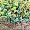 茶花苗木 茶梅 大量供應各種綠化 供應綠化苗木植物