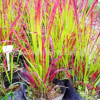 日本血草 園林綠化景觀植被血草 大量供應水生植物日本血草