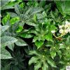 批發八角金盤小苗供應工程用苗園林綠化優質四季常青苗木盆栽花卉