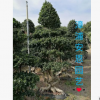 漳浦安恩園藝，小葉榕樹盆景造型小葉榕 大型小葉榕 苗圃基地直銷