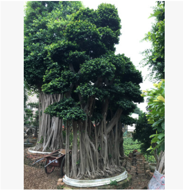 供應(yīng)精品小葉榕樹，樁頭榕樹，造型小葉榕