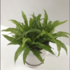 供應雅安綠植花木租擺出租租賃租售廣州租花