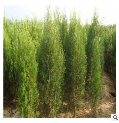 雙鑫苗基地直銷 1米高側柏小苗批發(fā) 現挖現賣 綠化苗木品種齊全