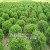 龍柏苗 龍柏樹苗 造型 柏四季常青耐寒 苗圃直銷量大從優(yōu)