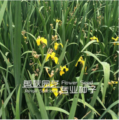 供應宿根花卉萱草 金娃娃萱草 大花萱草 綠化苗木花卉易成活