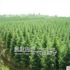 批發(fā)金葉女貞苗 色塊工程苗 量大優(yōu)惠 價格從優(yōu)