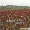 批發(fā)紅葉石楠苗 價格從優(yōu)