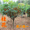 嫁接桂花樹苗盆栽丹桂金桂四季桂沉香桂室內(nèi)陽臺庭院濃香型桂花苗