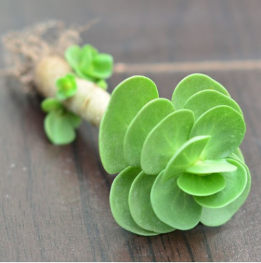 基地直銷多肉植物【金錢木】 辦公室內(nèi)迷你盆栽