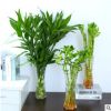 水培植物批發(fā) 室內(nèi)四季水培綠植 辦公室花卉植物大葉富貴竹轉(zhuǎn)運(yùn)竹