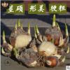 水仙花種年宵花卉 水仙花種球 室內(nèi)綠植盆栽冬季室內(nèi)耐寒水培植物
