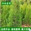 基地直銷松柏 高速公路綠化苗木 小苗批發 規格齊全 量大優惠