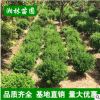 大葉黃楊球冬青球綠化灌木小葉黃楊球 冠幅100公分以上大葉黃楊