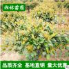 紅葉石楠 盆栽 基地直銷 紅葉石楠球 品種齊全 價格優惠