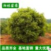 基地直銷 叢生楊梅球 楊梅樹苗 果樹苗 優質工程小苗供應