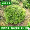 湖南長沙毛杜鵑球 春鵑球 價格實恵精品造型園林綠化苗木庭院常綠