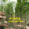 基地直銷優(yōu)質(zhì)絲綿木 一手貨源 成活率高