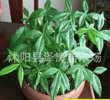 批發(fā)發(fā)財(cái)樹種子價(jià)格 觀賞綠植 顆粒飽滿 發(fā)財(cái)樹種子銷售
